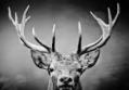 Cerf